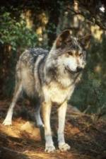 Watch National Geographic Wild - Inside the Wolf Pack Nowvideo