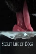 Watch Secret Life of Dog Nowvideo