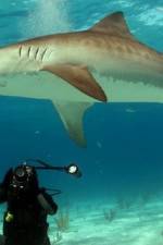 Watch Dive To Tiger Shark Central Nowvideo