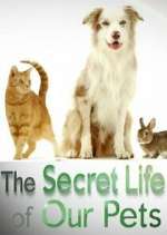 Watch The Secret Life of Our Pets Nowvideo