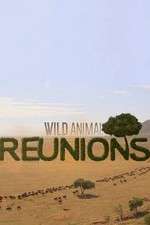 Watch Wild Animal Reunions Nowvideo