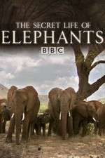 Watch The Secret Life of Elephants Nowvideo