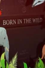 Watch Born In The Wild Nowvideo