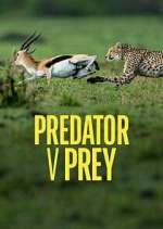 Watch Predator v Prey Nowvideo