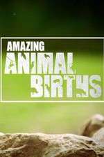 Watch Amazing Animal Births Nowvideo