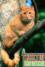 Watch Treetop Cat Rescue Nowvideo